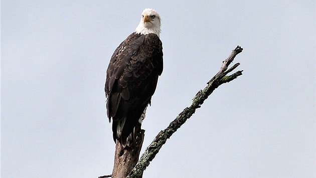 Virginia Wildlife & Birding Trail