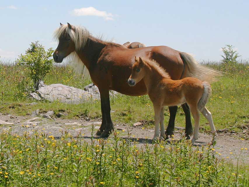 Grayson Highlands State Park