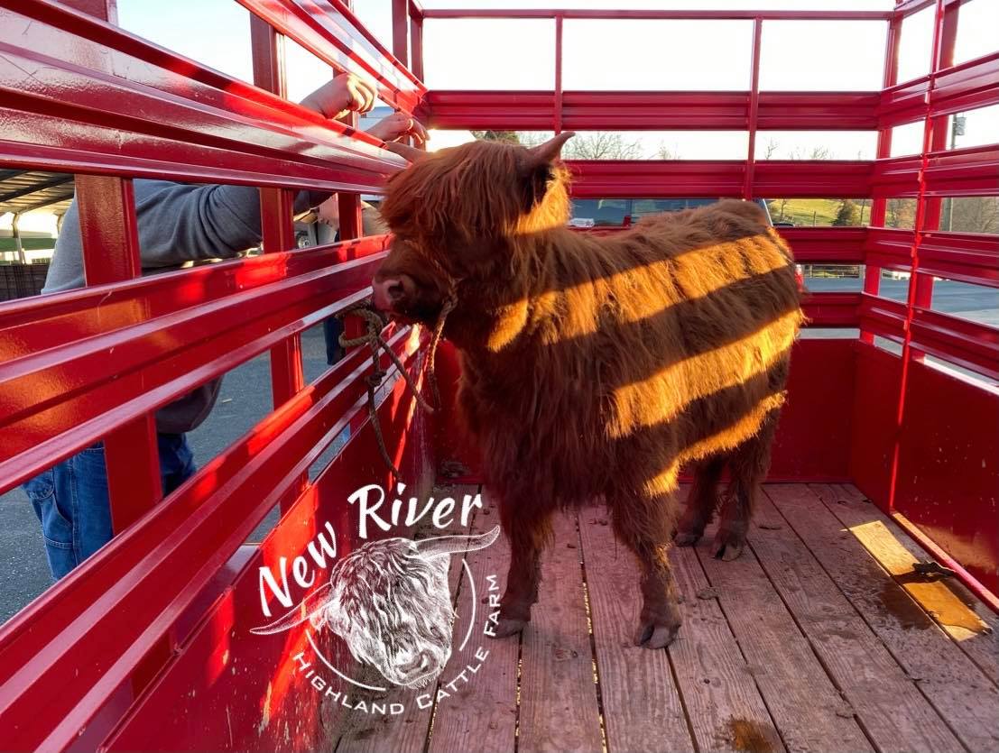 New River Highland Cattle Farm