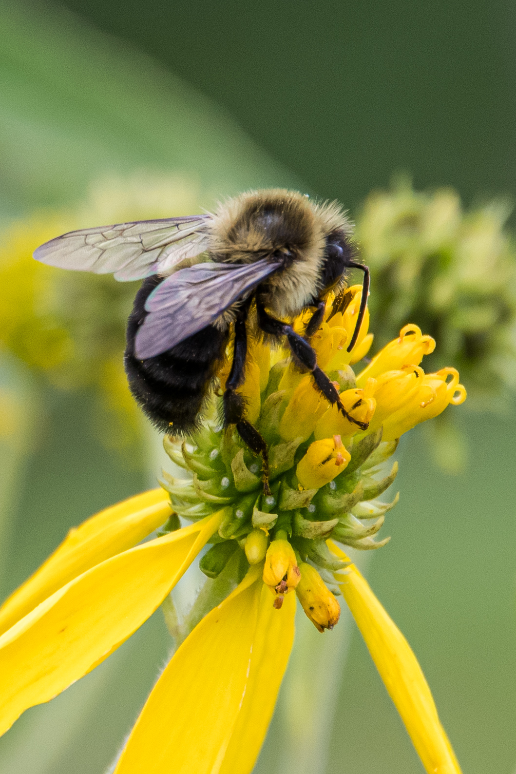 Rolling Acres Farm Visit Grayson County Virginia