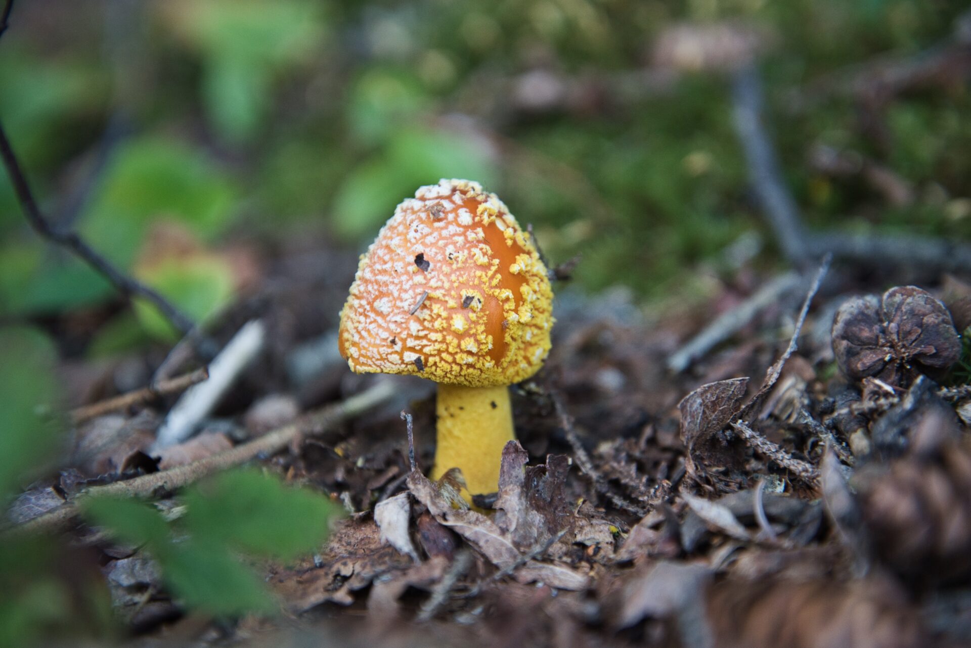 Mount Rogers Summer Naturalist Rally