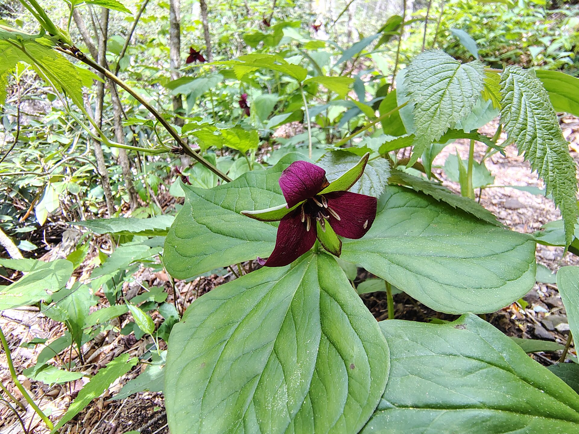 Wildflower Wanderers
