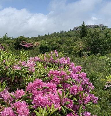 Rhododendron Ramble